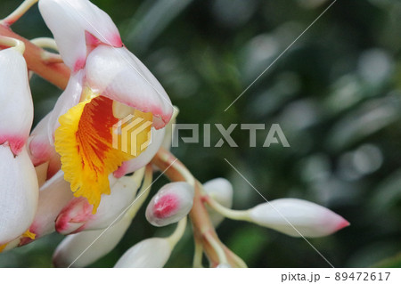 月桃の花 月桃の花 89472617
