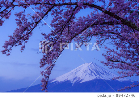 夜明けを待つ富士山と桜 夜明けを待つ富士山と桜 89472746
