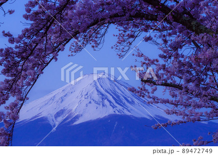 夜明けを待つ富士山と桜 89472749