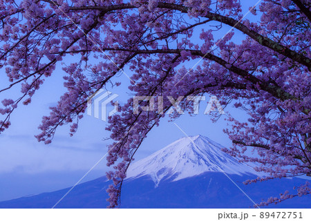 夜明けを待つ富士山と桜 夜明けを待つ富士山と桜 89472751