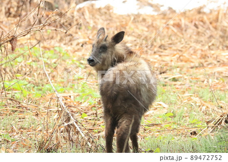 春のニホンカモシカ 89472752