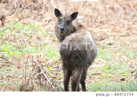 春のニホンカモシカ 春のニホンカモシカ 89472754