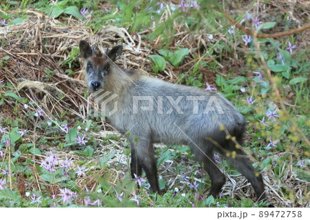 春のニホンカモシカ 春のニホンカモシカ 89472758