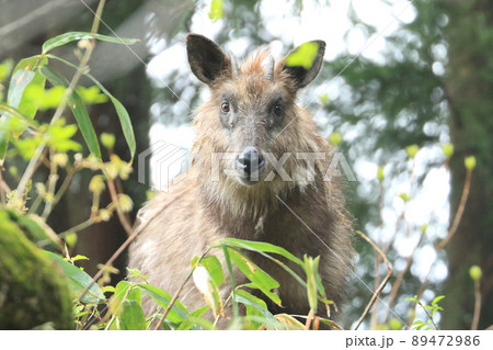 春のニホンカモシカ 春のニホンカモシカ 89472986