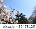 桜 89473125