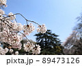 桜 89473126