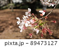 桜 89473127
