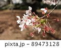 桜 89473128