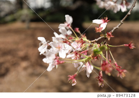 桜 89473128