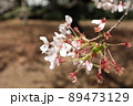 桜 89473129