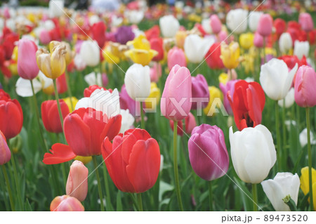 春先の景色。チューリップを見ると新しい生活を感じます。カラフルでとても綺麗です。花びらの形も様々です 89473520