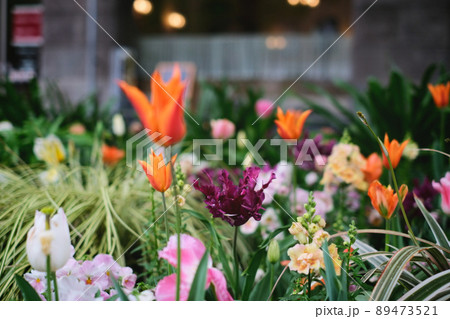 春先の景色。チューリップを見ると新しい生活を感じます。カラフルでとても綺麗です。花びらの形も様々です 89473521