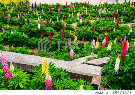神奈川県　春の津久井湖城山公園　花の苑地　水の苑地　ルピナス 89473678