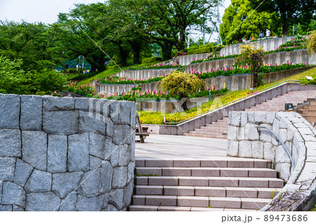 神奈川県　春の津久井湖城山公園　花の苑地　水の苑地　ルピナス 89473686