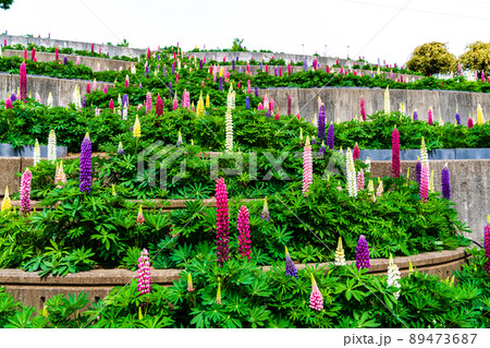 神奈川県 春の津久井湖城山公園 花の苑地 水の苑地 ルピナス 神奈川県 春の津久井湖城山公園 花の苑地 水の苑地 ルピナス 89473687