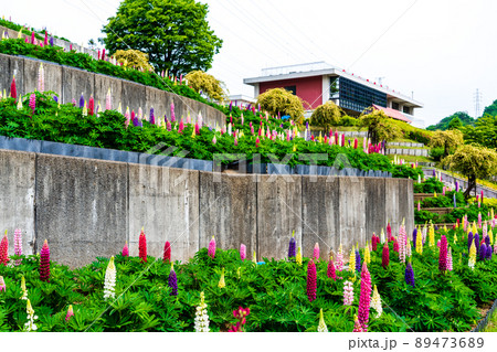 神奈川県　春の津久井湖城山公園　花の苑地　水の苑地　ルピナス 89473689