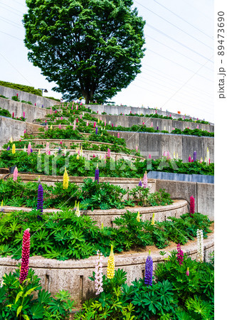 神奈川県　春の津久井湖城山公園　花の苑地　水の苑地　ルピナス 89473690