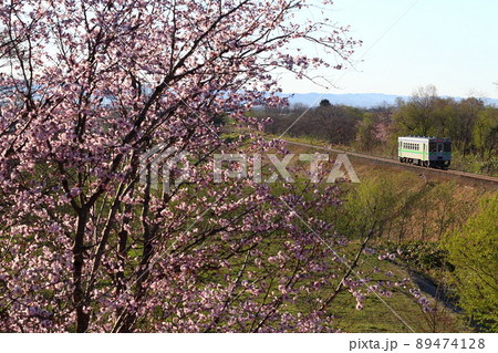 桜とローカル線 89474128