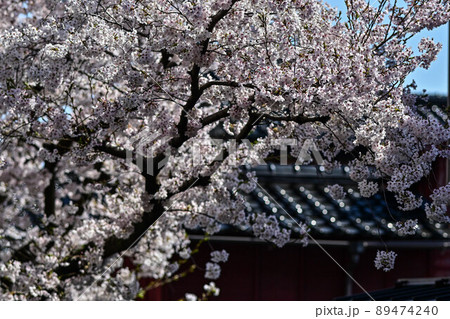 桜咲く主計町茶屋街 89474240