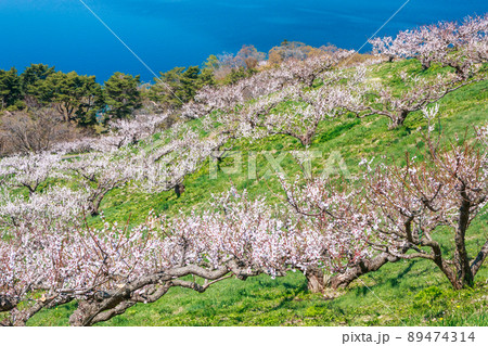 北海道壮瞥町、青空のもと咲き誇る壮瞥公園の梅【5月】 北海道壮瞥町、青空のもと咲き誇る壮瞥公園の梅【5月】 89474314