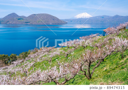 北海道壮瞥町、梅が咲く時期の羊蹄山と洞爺湖【5月】 北海道壮瞥町、梅が咲く時期の羊蹄山と洞爺湖【5月】 89474315