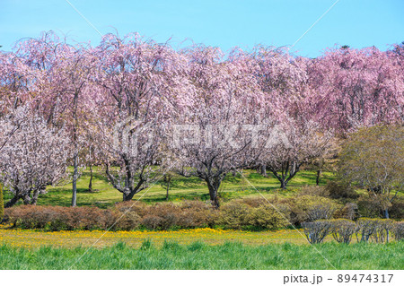 北海道伊達市、青空のもと咲き誇る桜【5月】 北海道伊達市、青空のもと咲き誇る桜【5月】 89474317