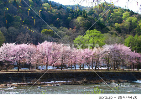 ミニ尾瀬公園・桜（福島県・檜枝岐村） 89474420