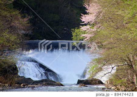 ミニ尾瀬公園・桜（福島県・檜枝岐村） 89474423