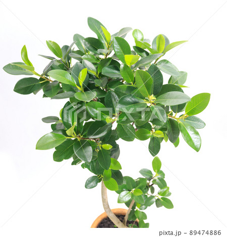 観葉植物、フィカス・ルビギノサ（フランスゴム）の葉【白背景】 89474886