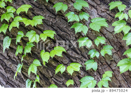 つる植物 つる植物 89475024