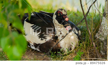 Domestic duck in nature. Domestic duck in nature. 89475026