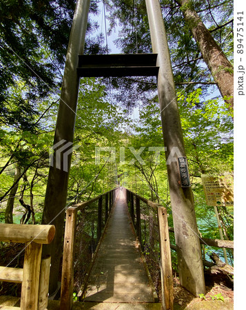 新緑の回顧の吊り橋 新緑の回顧の吊り橋 89475141
