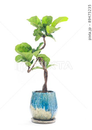 観葉植物、フィカス・リラタ・バンビーノ(カシワバゴム)の鉢植え【白背景】 観葉植物、フィカス・リラタ・バンビーノ(カシワバゴム)の鉢植え【白背景】 89475235