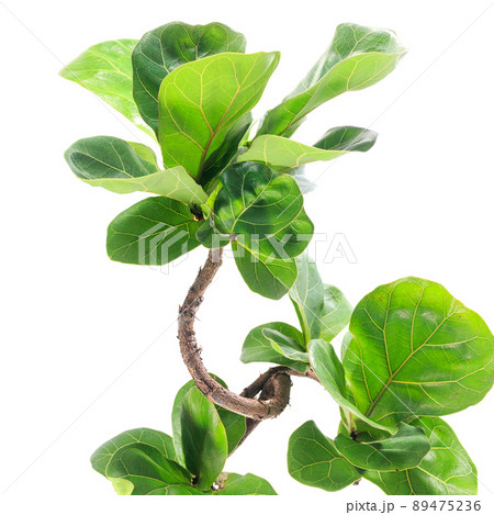 観葉植物、フィカス・リラタ・バンビーノの葉【白背景】 89475236