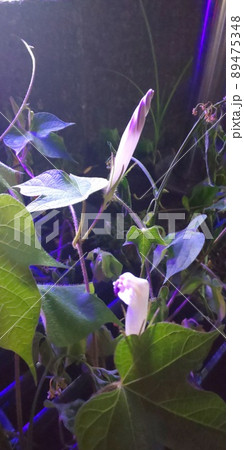 去年(2021)の夏に撮影したアサガオの蕾です。 89475348