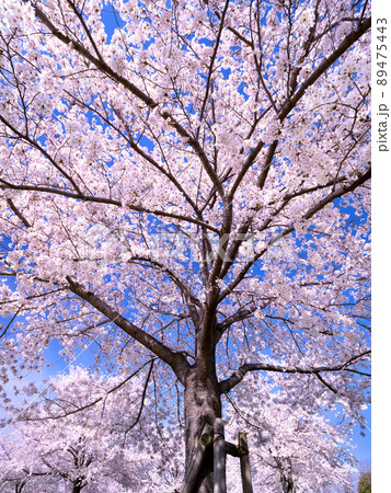 公園の桜並木 89475443
