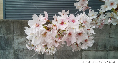 小さな川沿いに咲く桜です。 小さな川沿いに咲く桜です。 89475638