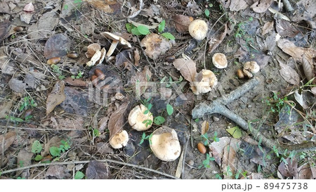 フウセンタケ科のキノコ 89475738