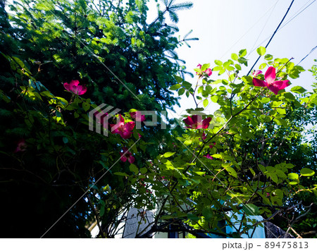 コウシンバラ 89475813