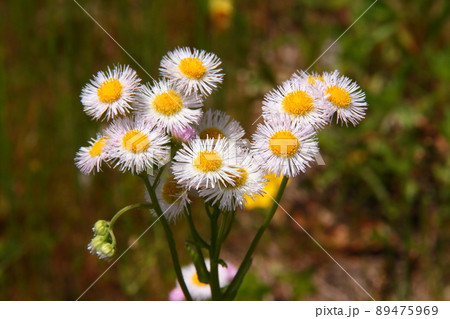 ヒメジョオン09 89475969