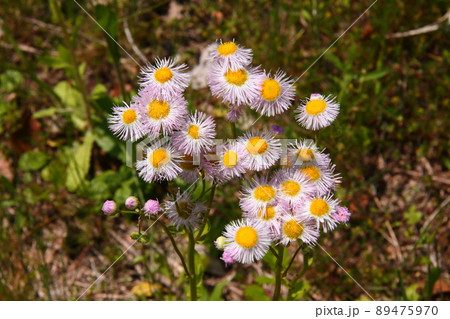 ヒメジョオン10 89475970