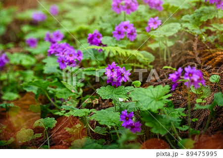 世界でここだけの花 群馬県みどり市のカッコソウの花を訪ねて 世界でここだけの花 群馬県みどり市のカッコソウの花を訪ねて 89475995