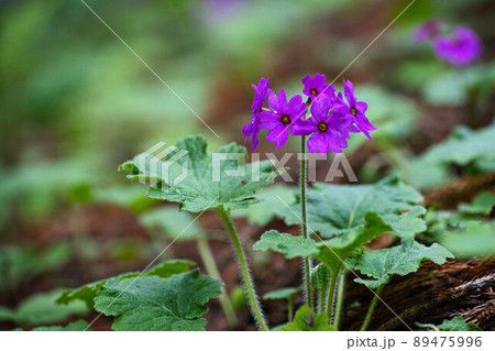 世界でここだけの花　群馬県みどり市のカッコソウの花を訪ねて 89475996