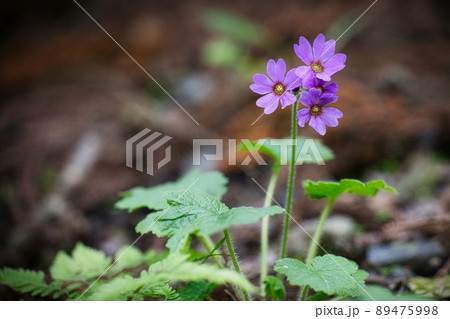 世界でここだけの花　群馬県みどり市のカッコソウの花を訪ねて 89475998