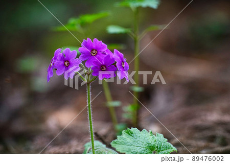 世界でここだけの花 群馬県みどり市のカッコソウの花を訪ねて 世界でここだけの花 群馬県みどり市のカッコソウの花を訪ねて 89476002