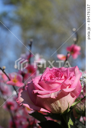 Pink Roses Close up Outdoors at Wedding 89476137