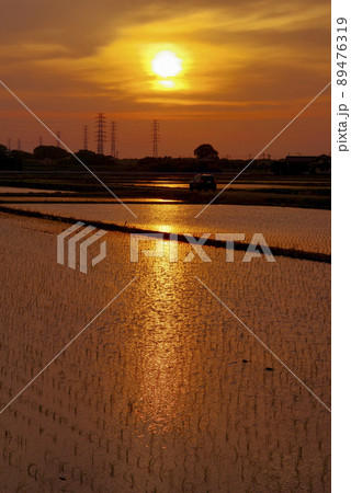 水田の夕陽（茨城県つくば市） 89476319