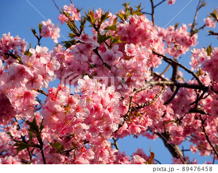 日本の桜 日本の桜 89476458