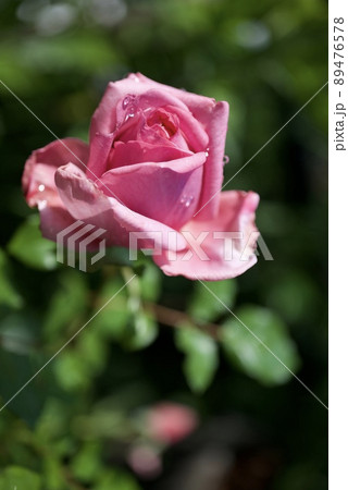 朝露に濡れる薔薇ローズポンパドール 朝露に濡れる薔薇ローズポンパドール 89476578