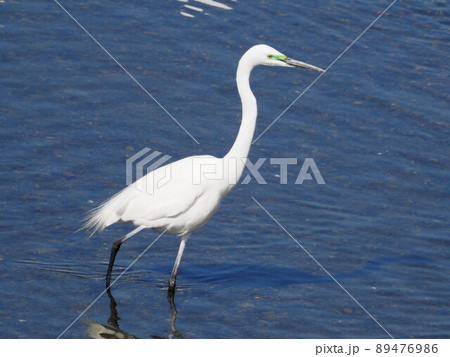 チュウダイサギ 89476986